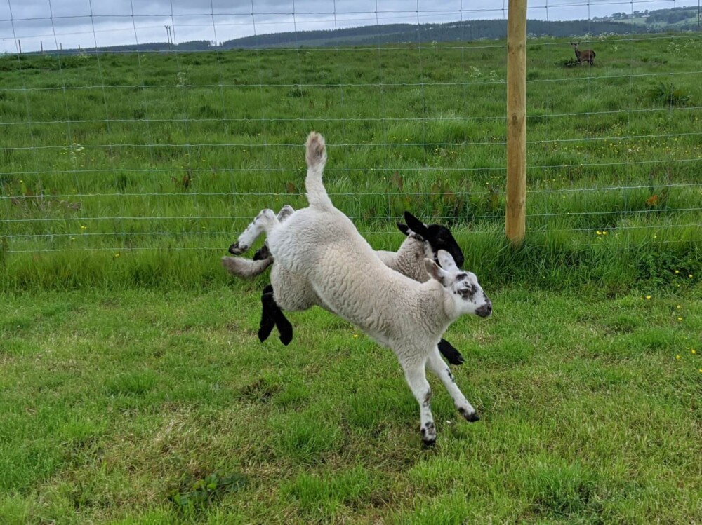 Cold and Wet Weather Sheep (1)