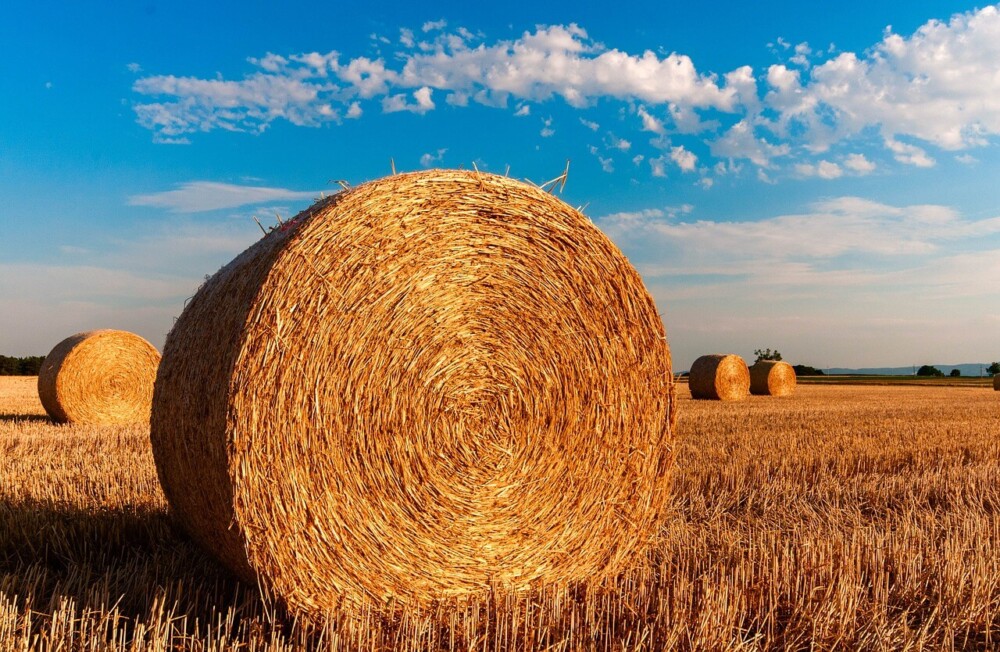 Grass hay mixed with alfalfa is healthy for horses