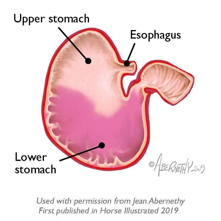 Horse Stomaches get two types of ulcers (1)