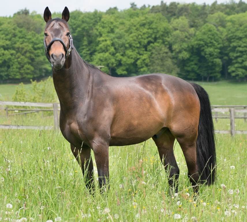How to evaluate a horse for purchase (1)