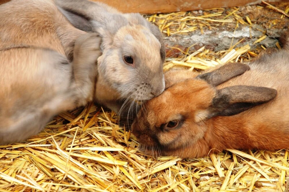 Rabbit reproduction facts (1)