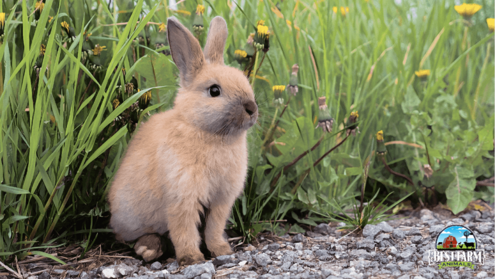 Respiratory Infections Can Cause Rabbits to Have Red Eyes DLX4 (1)