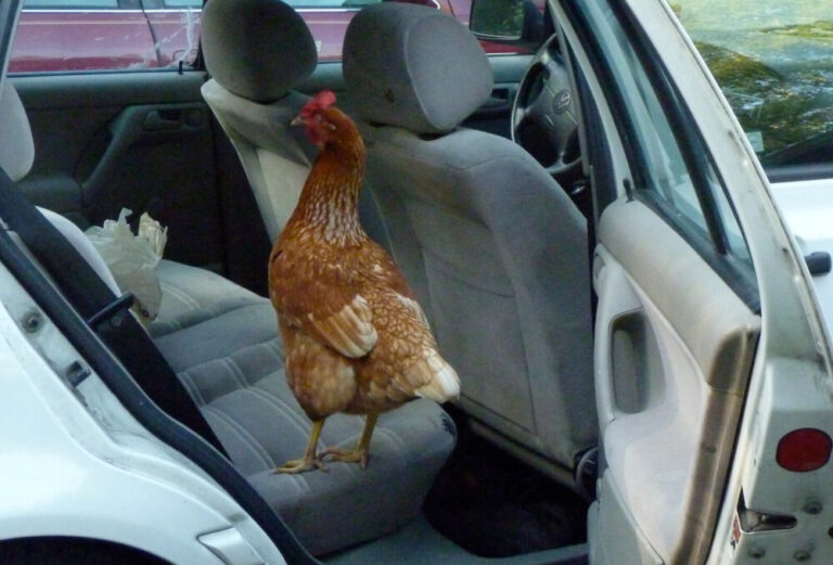 safely-transporting-chickens-in-a-car-tips-and-tricks