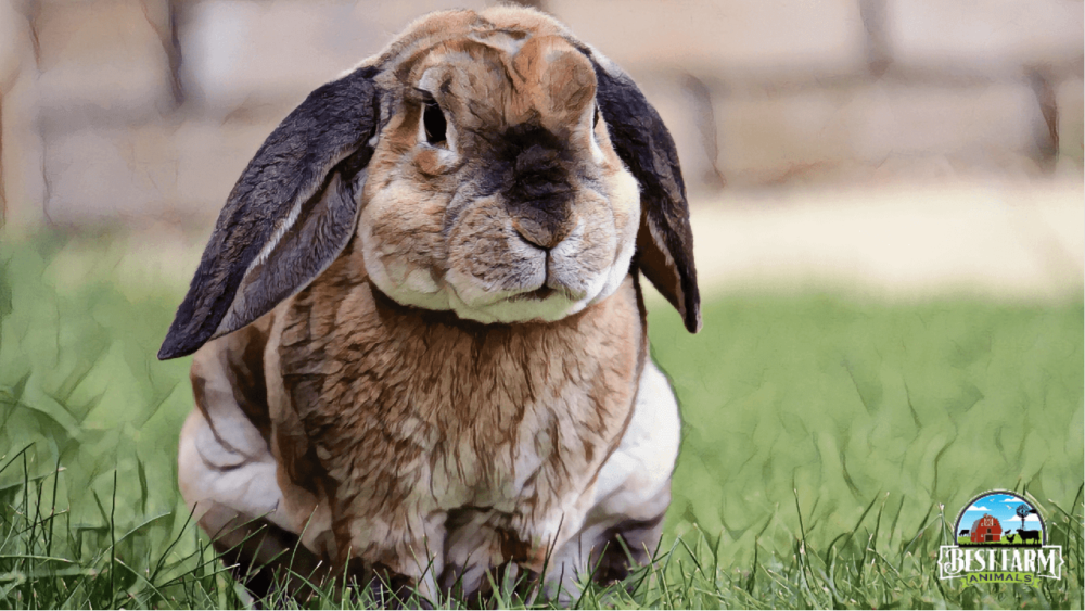 Virus Can Cause Red Eyes in Rabbits DLX4 (1)