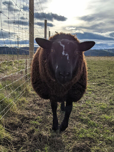 Zartble Sheep Can Withstand very cold temperatures (1)