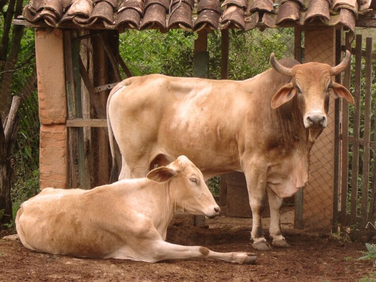 A Bull’s Ability to Breed Cows: Ratios, Strategy, and Timing