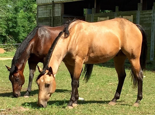 Best pasture companion for a horse