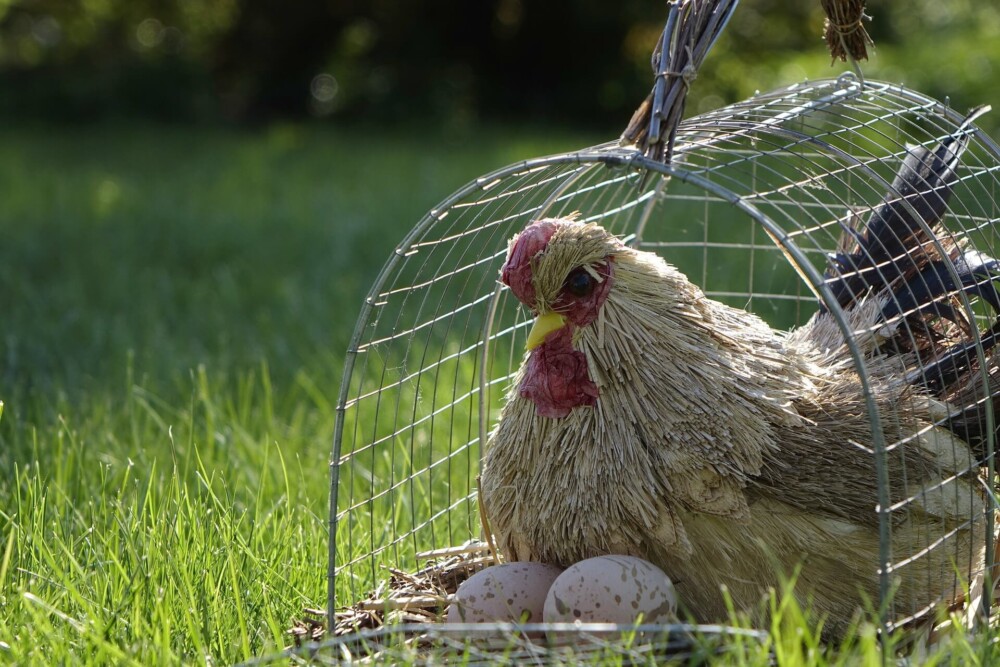 HOw to Safely move chickens (1)