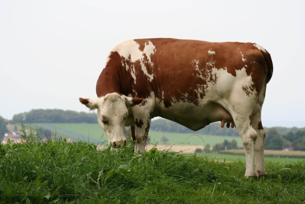 Older cows are usually culled (1)