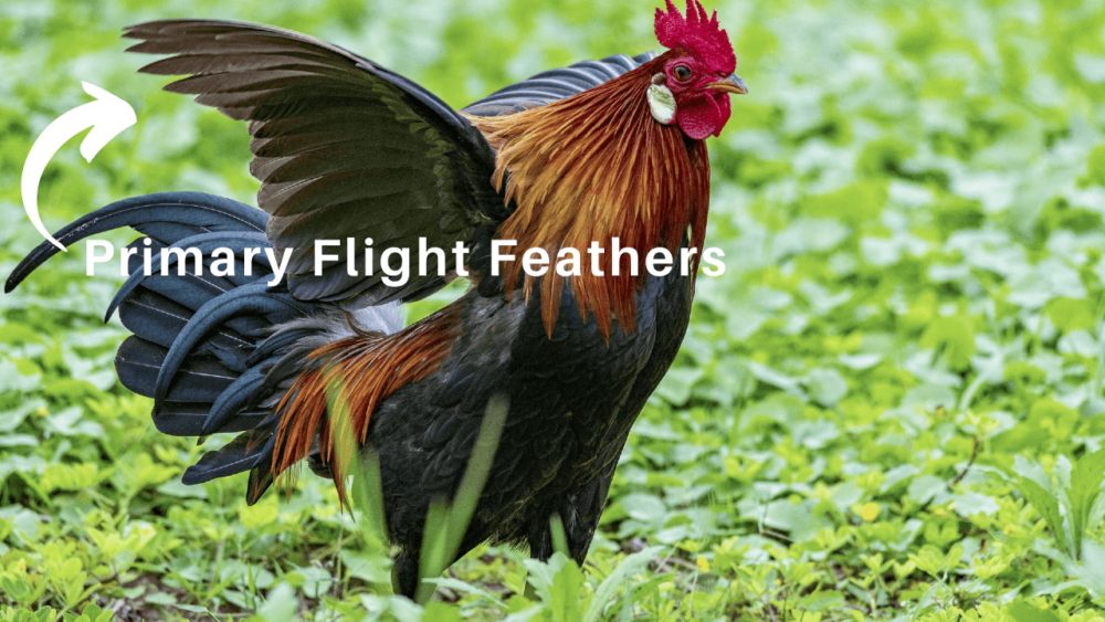Primary Flight Feathers (1)
