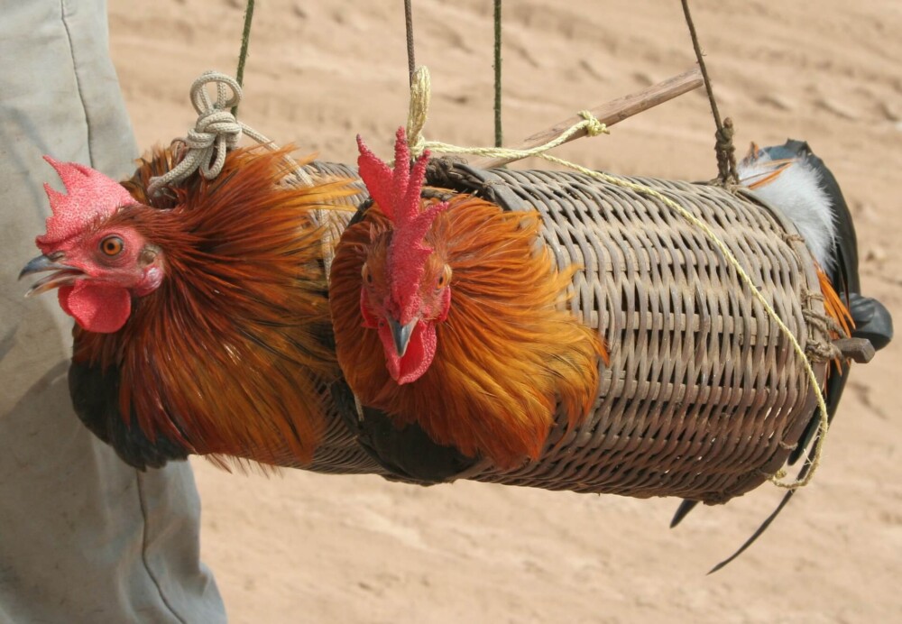 Safely Transport Chickens (1)