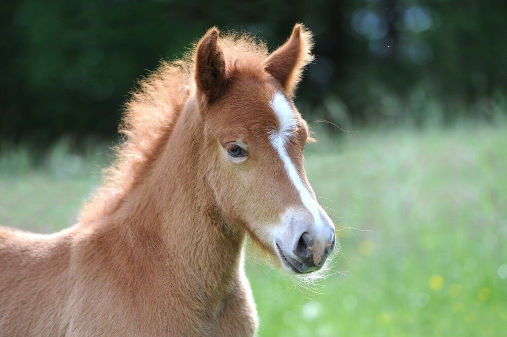 The life expectancy of a horse depends on many factors (1)