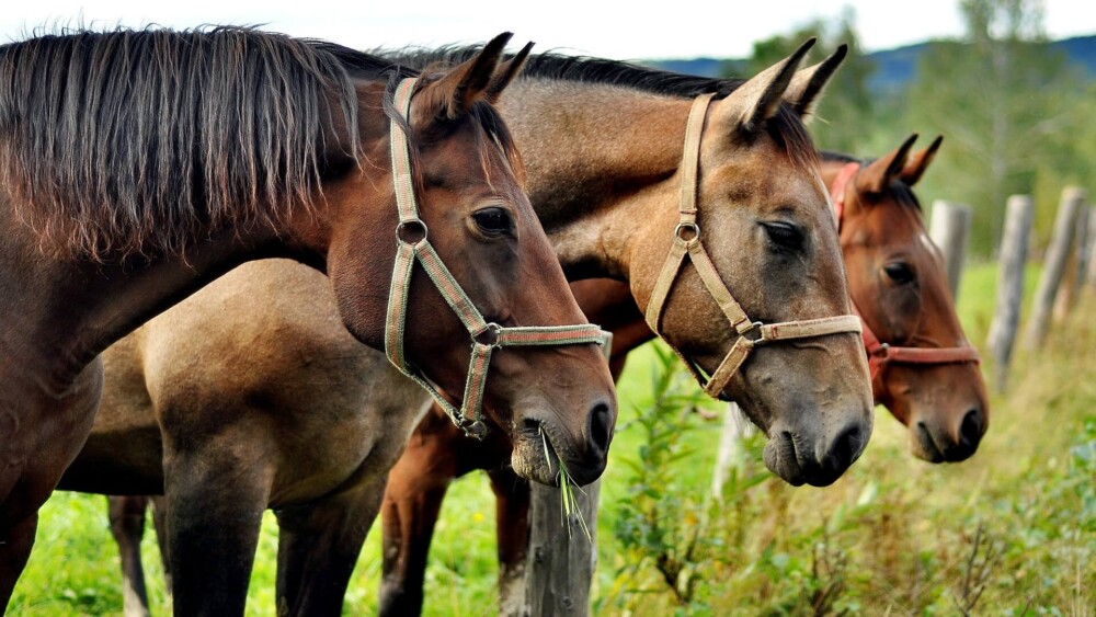 horses are the best pasture companion for horses (1)
