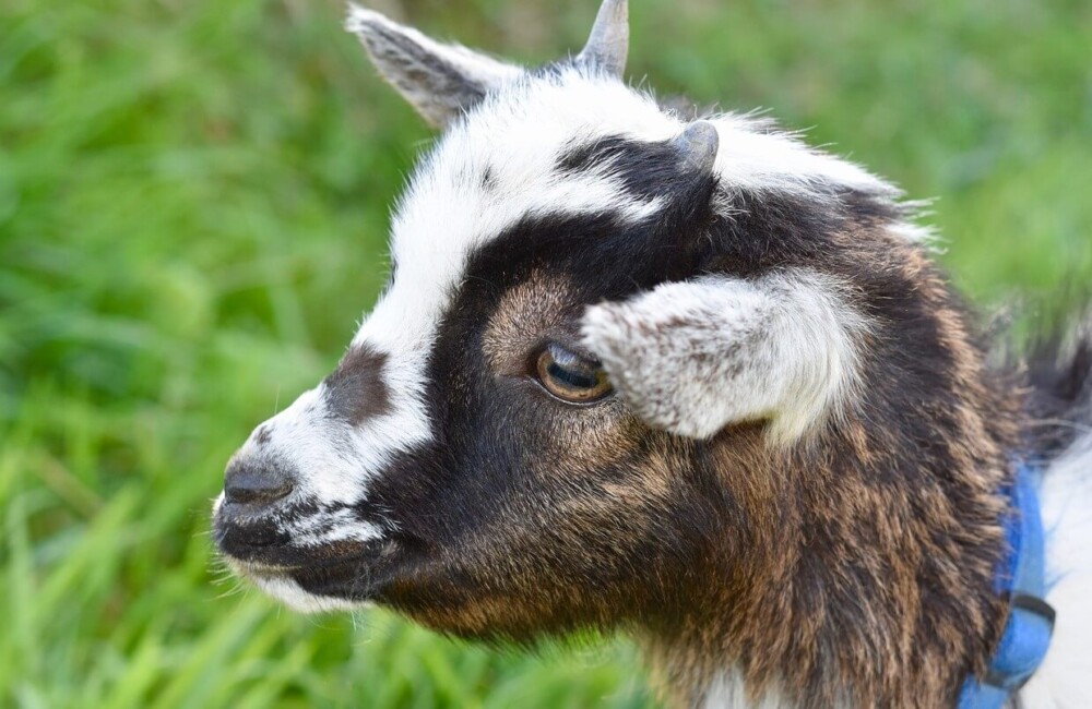 what-can-baby-goats-eat-is-hay-ok-grain