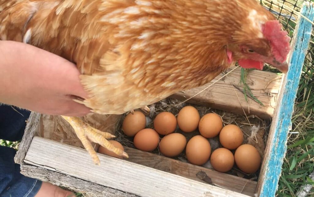 Broody hens will stop laying eggs (1)