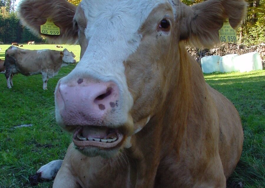 Cows don't have top teeth (1) (1)