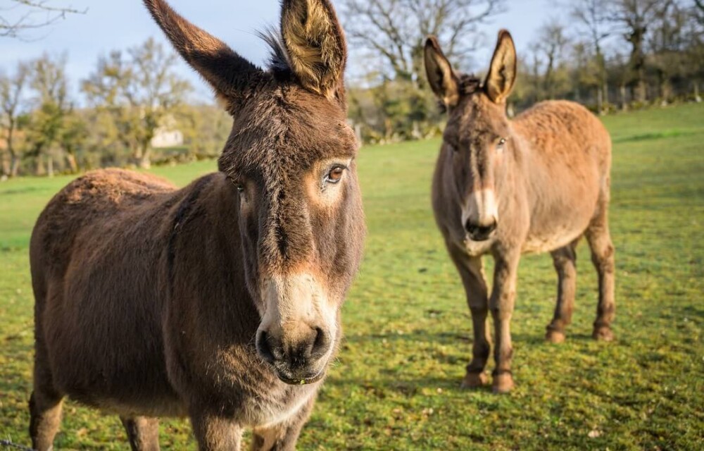 Donkeys are highly intelligent (1)