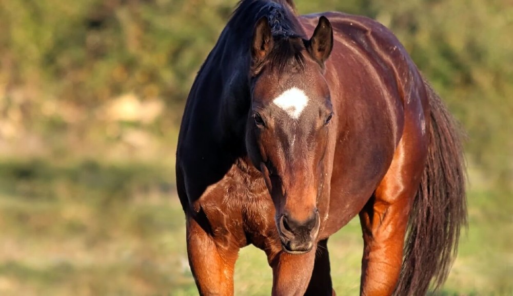 Horses can handle heat but may need care (1)