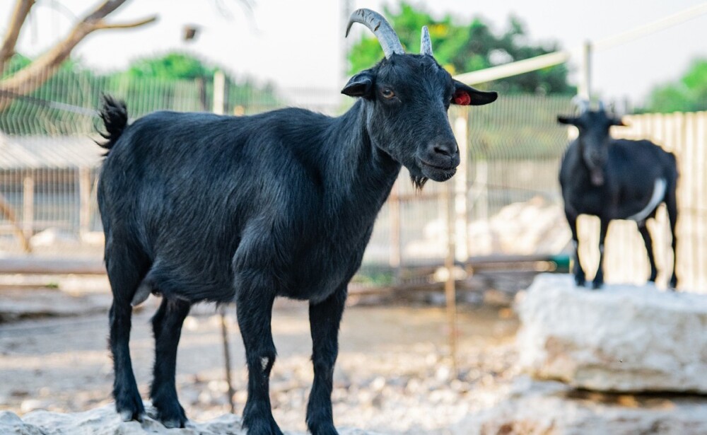 How to prevent goat tetanus
