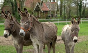 Keeping donkeys in a backyard (1)
