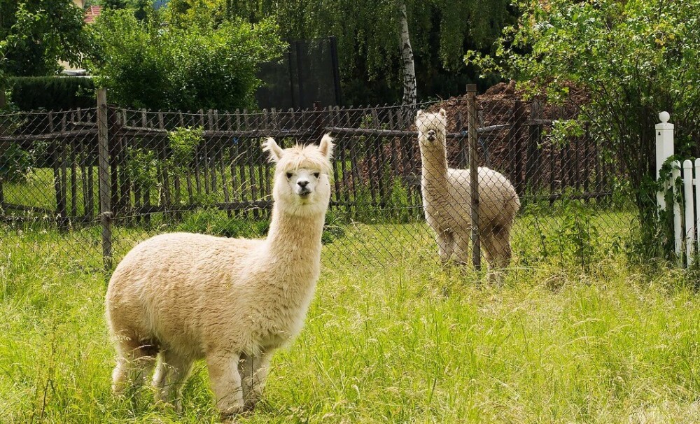 Alpaca treats help to train them (1)