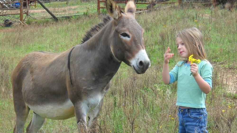 Best donkey breeds for pets (1)
