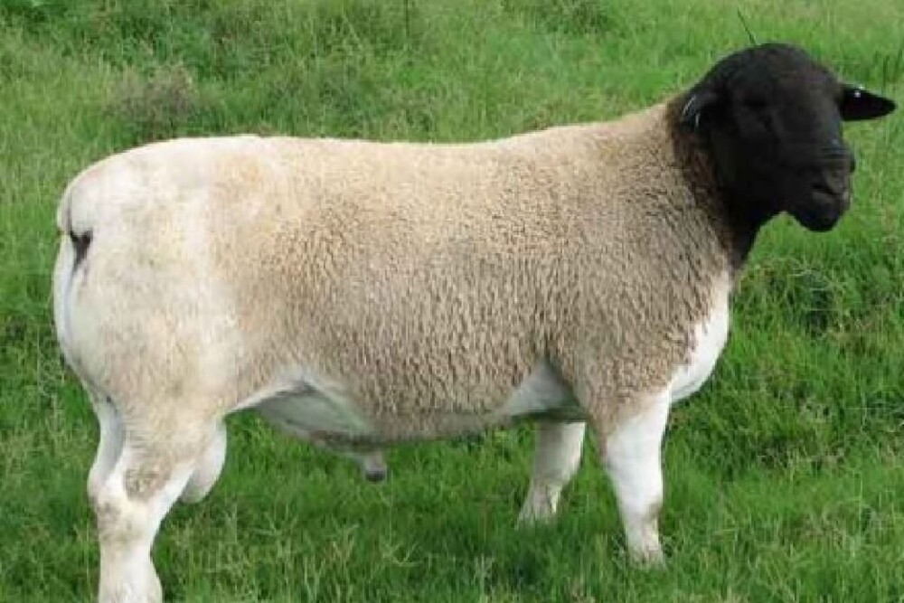 5 Unique Solid Black Sheep Breeds and 5 Black Faced Breeds