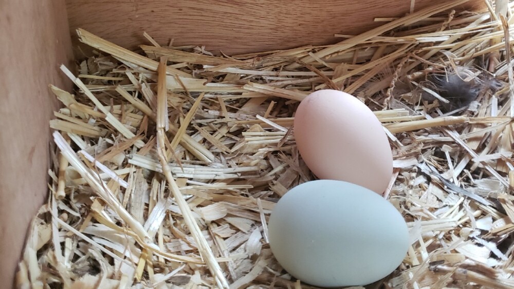 Egg bound hens only have 1 day before its critical