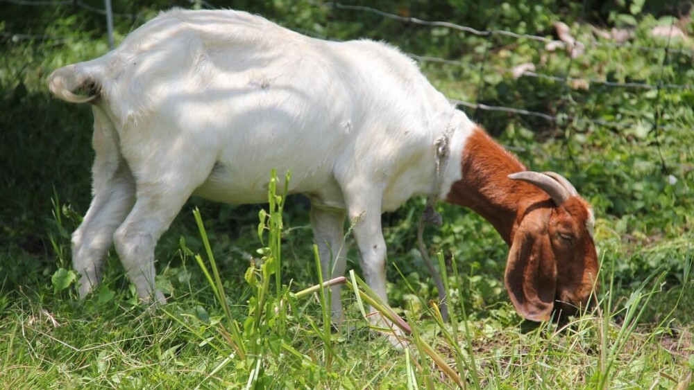 Goat eating dirt is often a nutritional deficiency (1)