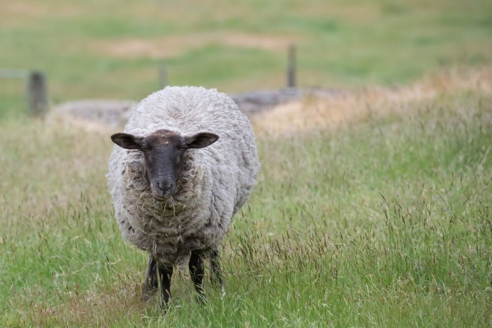 Hampshire Sheep are a popular breed (1)
