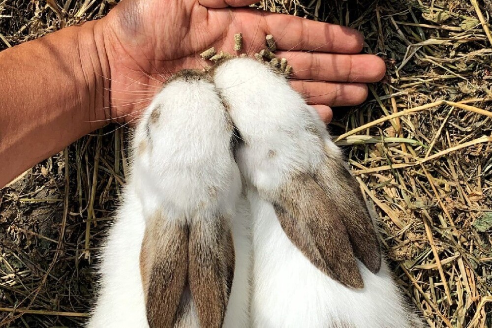 Healthy foods for rabbits (1)