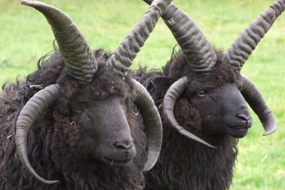 Hebridean Sheep (1)