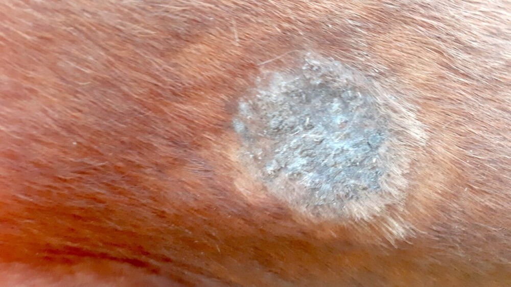 Identify, Prevent, Treat Horse Fungus. Save Your Horse’s Life