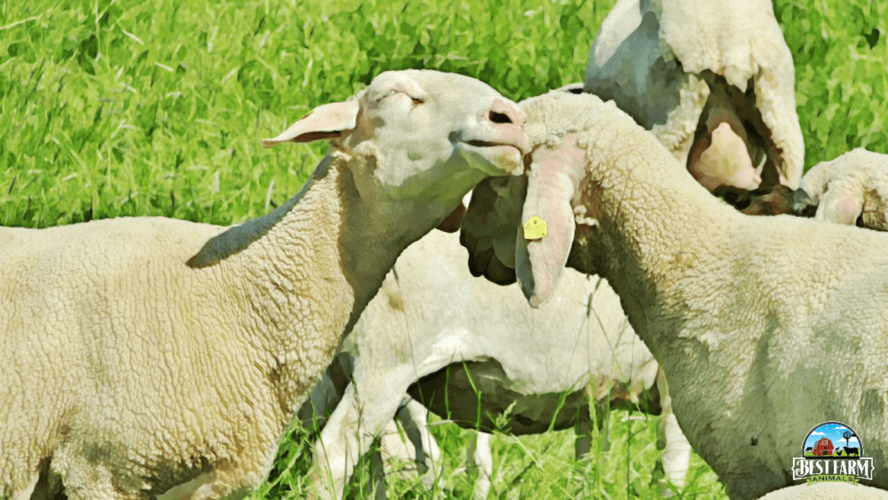 Merino-Sheep-are-white faced sheep used for wool and meat