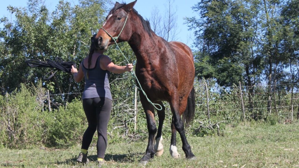 Moving the hindquarters to train a spinning horse (1)