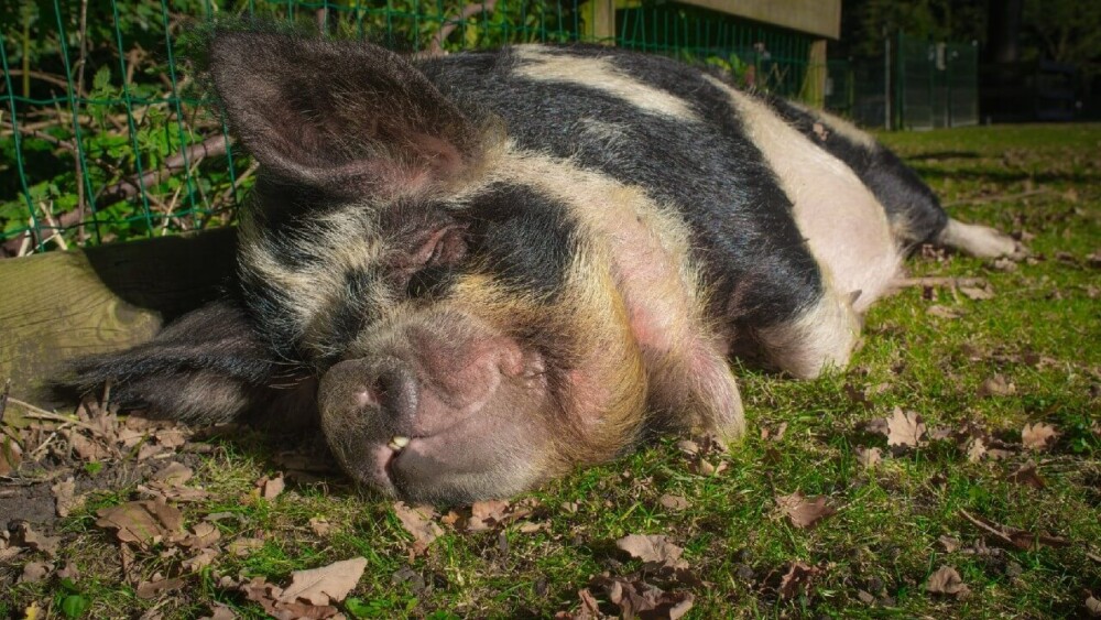 Uneating lethargic pigs are usually sick (1)
