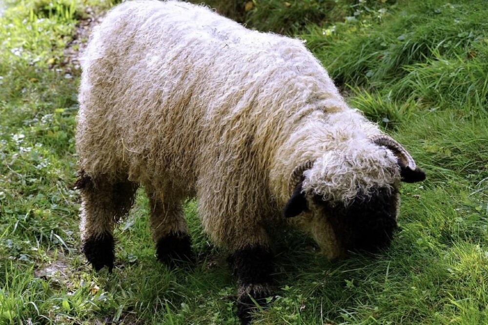 Valais Blacknose Sheep are adorable (1)