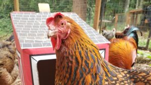 Egg Bound Chicken: Symptoms, Causes, Treatment Save Your Hen!