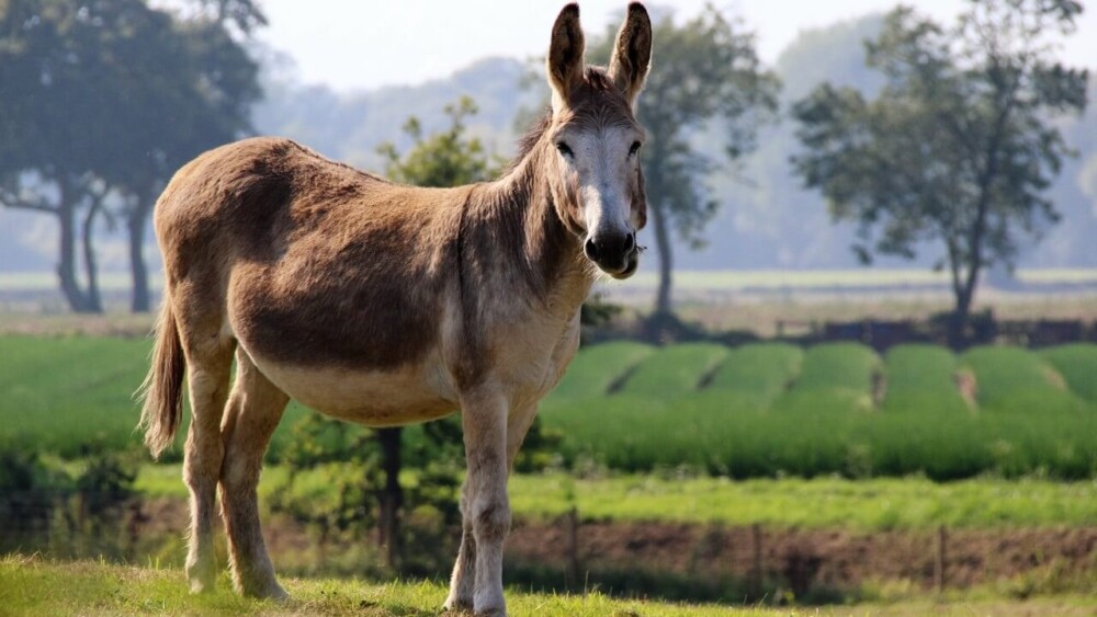 best donkey breeds for pack (1)