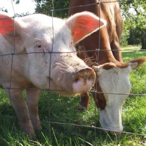 cows or pigs more profitable