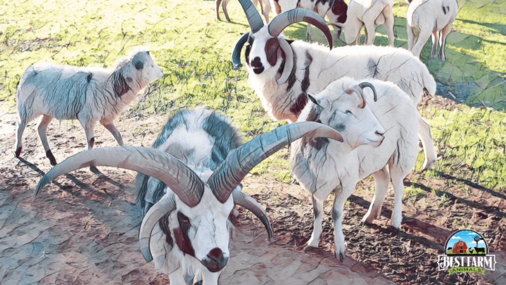 jacob sheep are white with beautiful dark patterns