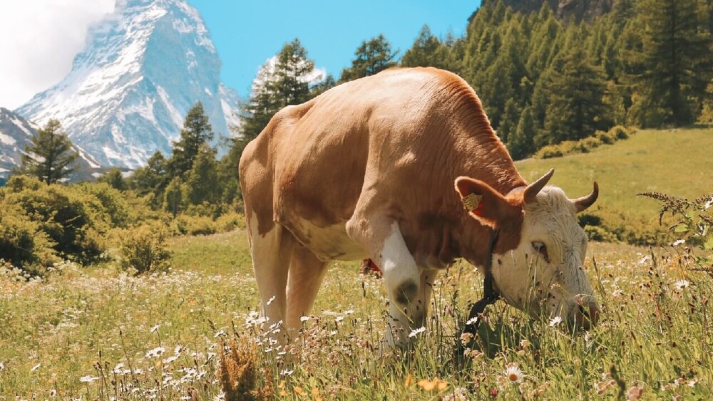 Cows consume small amounts of meat in their diet as they eat plants (1)