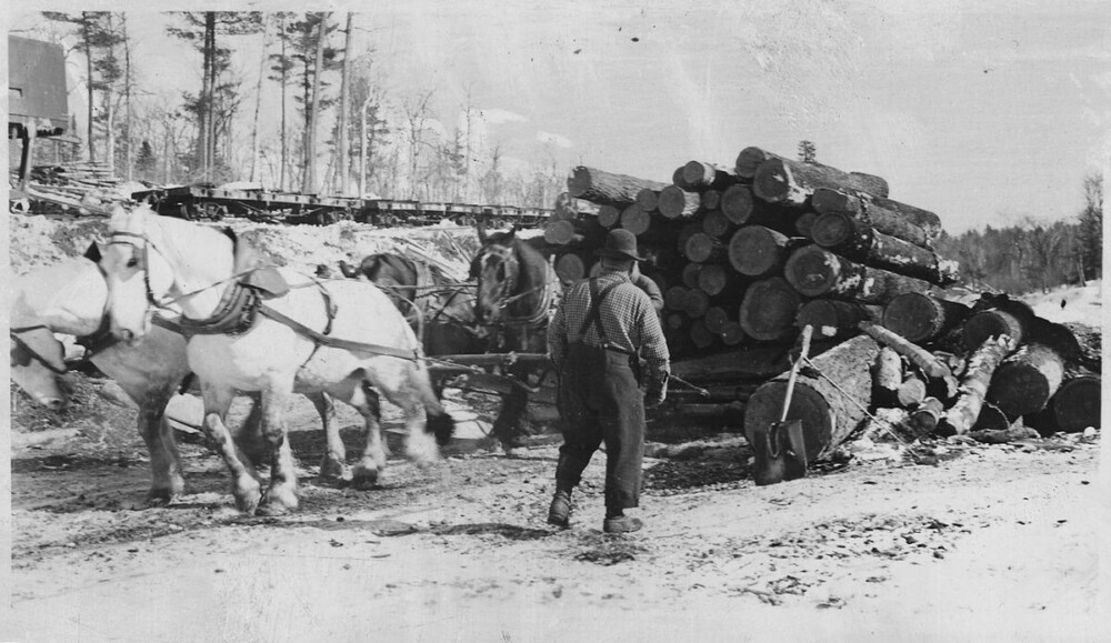 Draft horses have carried large weights of logs and equipment (1)