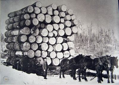 Draft horses pull logging wagon (1)