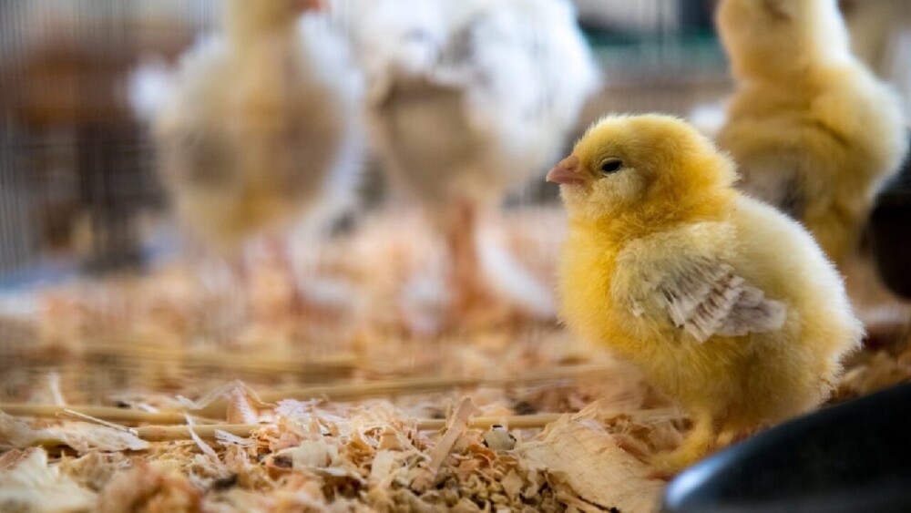 vaccines for chicks (1)
