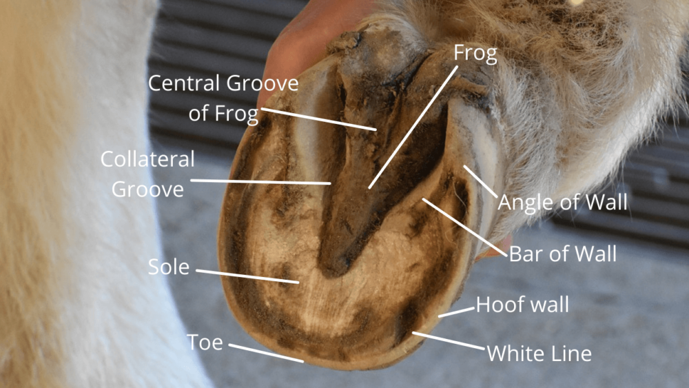 Anatomy of Horse Hoof (1)