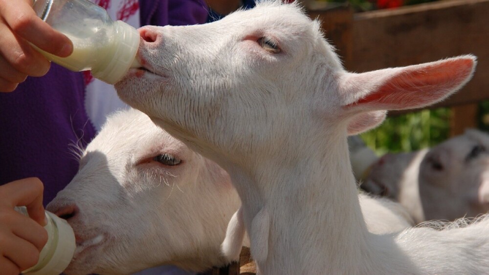 Bottle fed baby goats are more likely to bloat (1)
