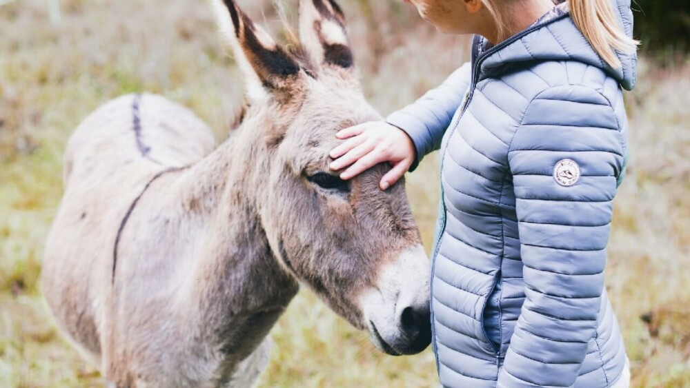 Donkeys follow owners they love