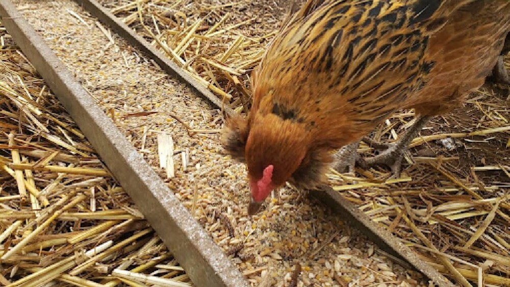 Extra protein snacks help feather growth (1)