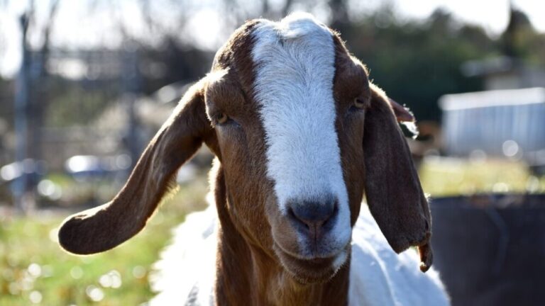 Complete Goat Vaccination Guide: Protect Goats From Illness